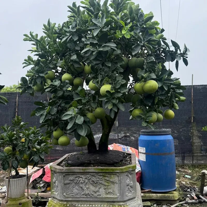 Cây Bưởi