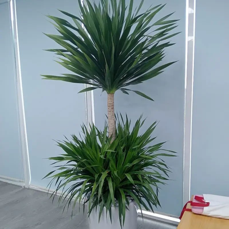 Cây Phát Tài Núi