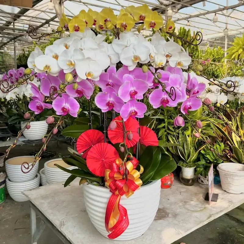 Cây Lan Hồ Điệp