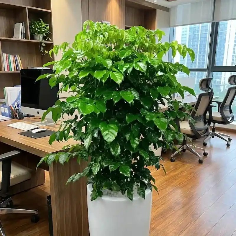 Cây Hạnh Phúc