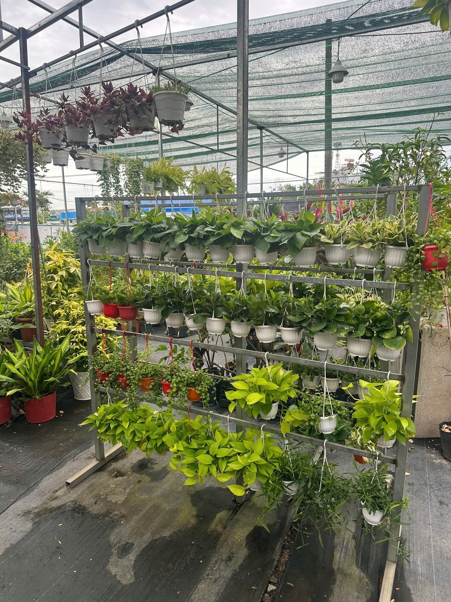 Các loại Trầu bà treo, Cẩm cù