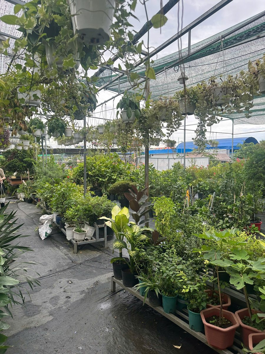 Cây kiểng các loại