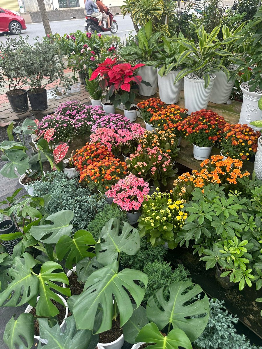 Cúc mâm xôi, Trạng Nguyên, Sống Đời
