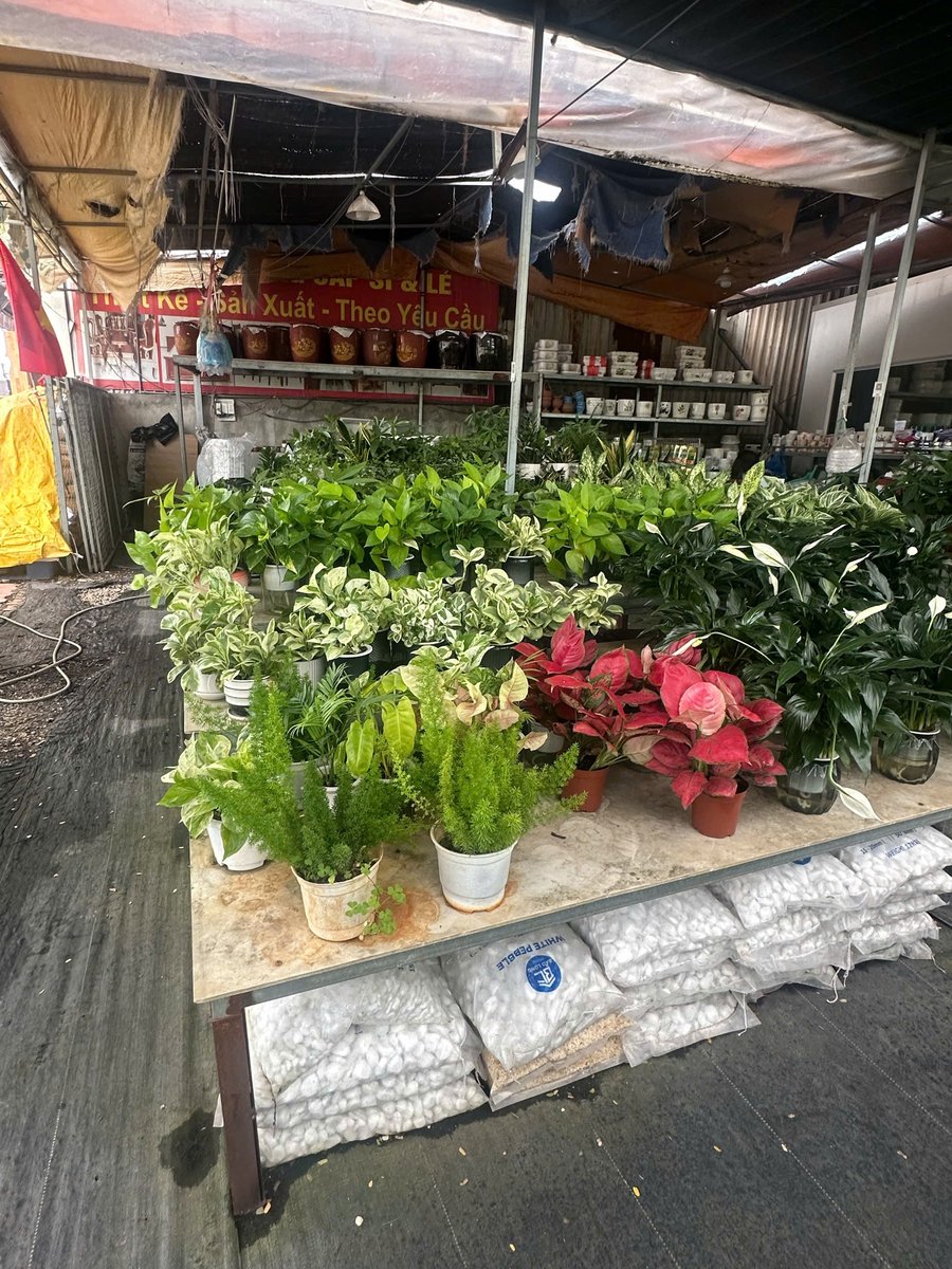 Cây kiểng nội thất các loại
