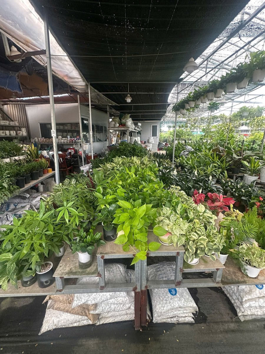 Cây kiểng sỉ & lẻ, cây phong thủy