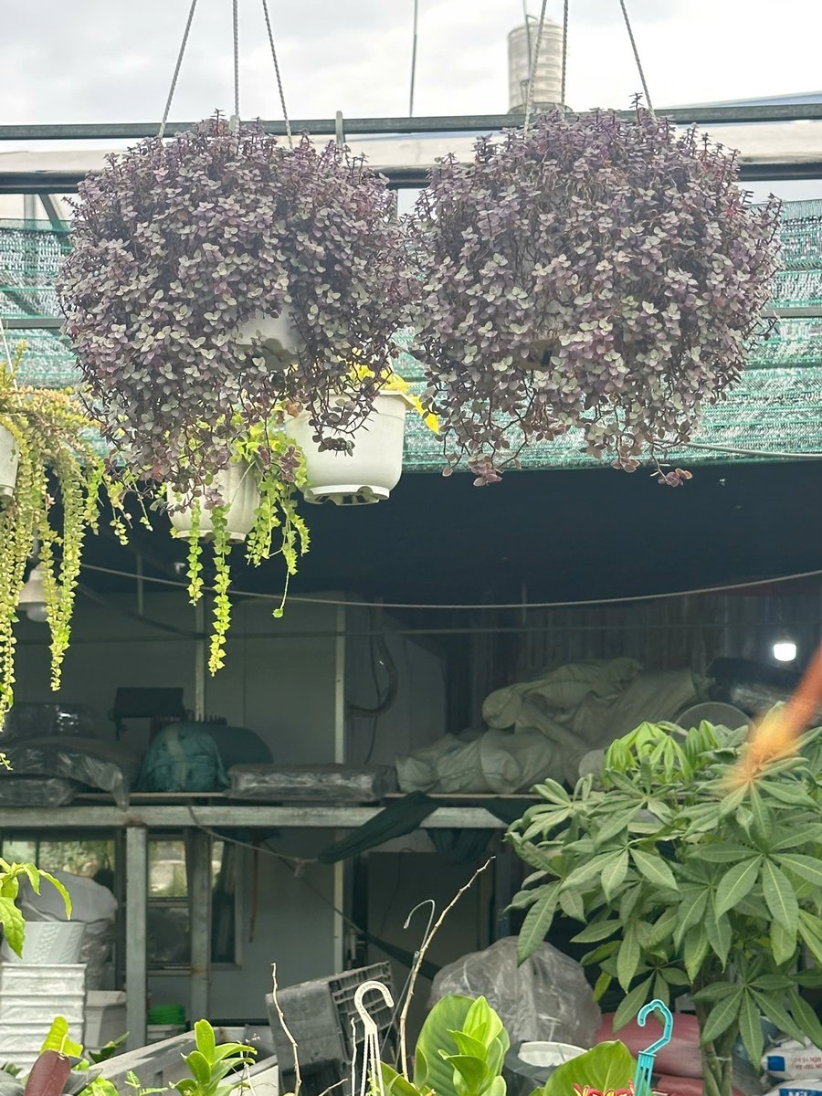 Cây Thài lài tía, chuỗi ngọc rủ