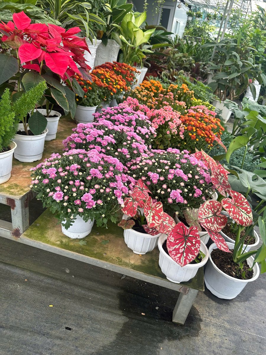 Cây Trạng Nguyên, Cúc mâm xôi, Hoa thu hải đường