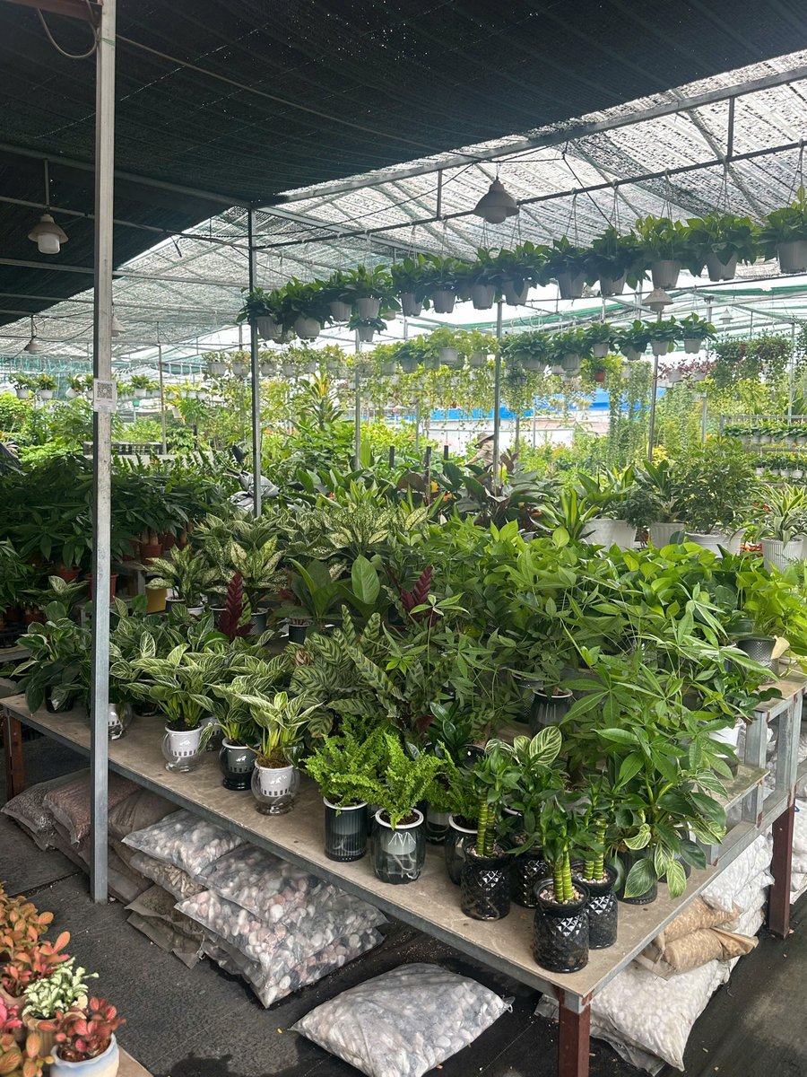 Cây kiểng nội thất, cây phong thủy các loại