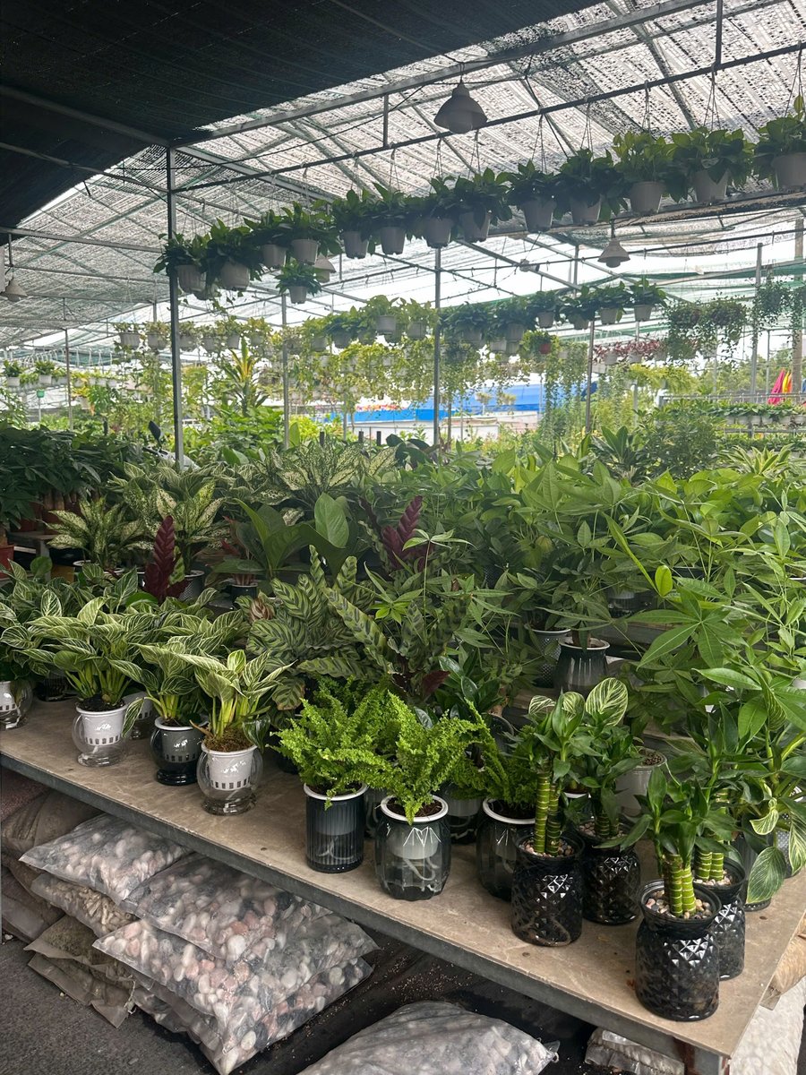 Cây nội thất tổng hợp, cây kim tiền, phú quý