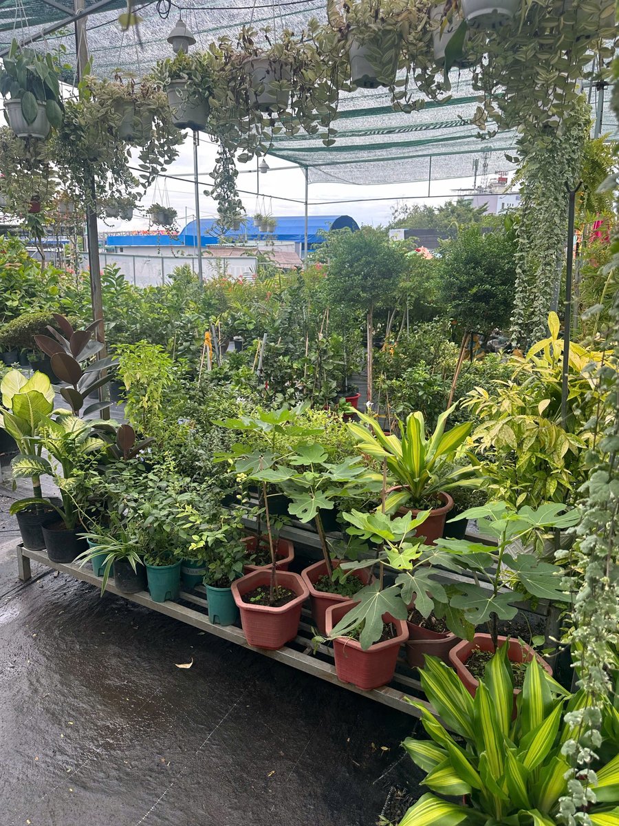 Cây Sung Mỹ, Cây Vạn Lộc, Cây Kim Ngân