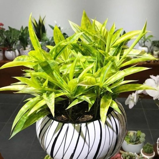 Cây Trúc Nhật vàng