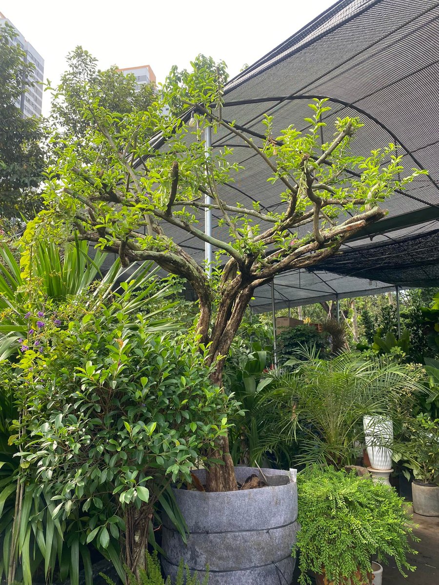 Cây Sơ Ri (Malpighia emarginata)