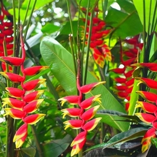 Cây chuối pháo