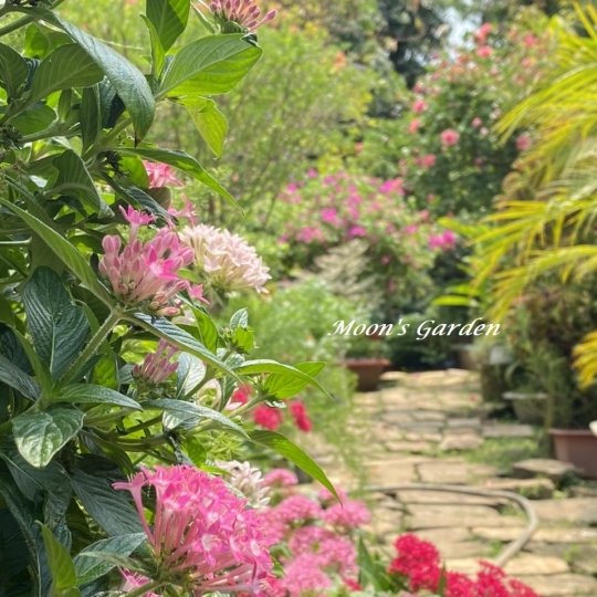 Cây Hoa diễm châu (Egyptian star flower)