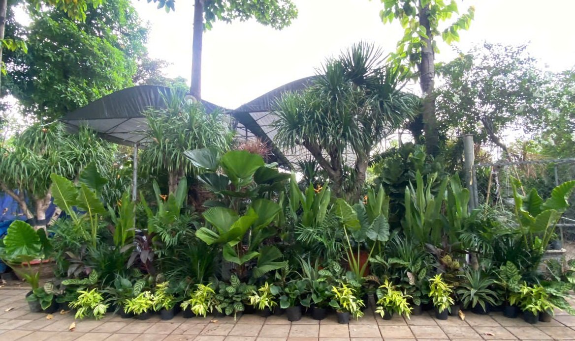 Cây vườn nhiệt đới