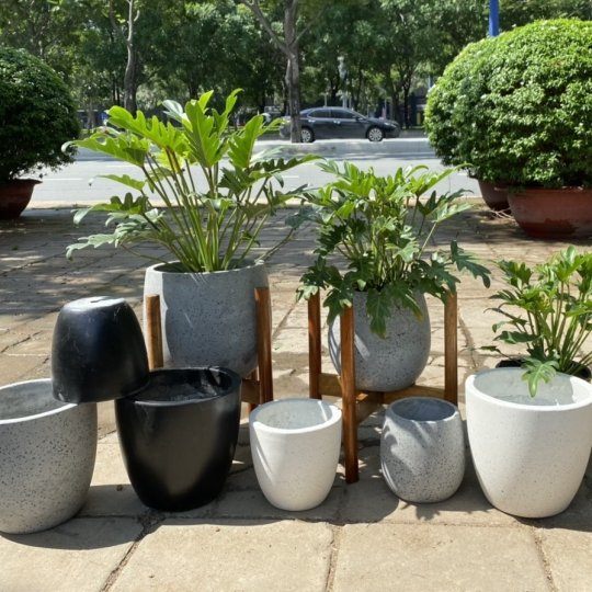 Cây cảnh văn phòng