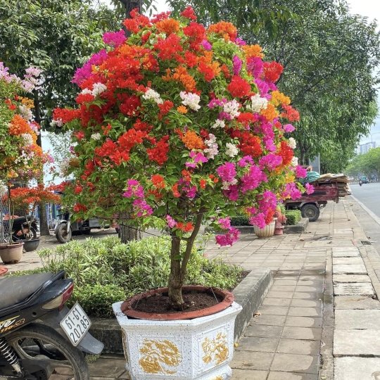 Hoa giấy