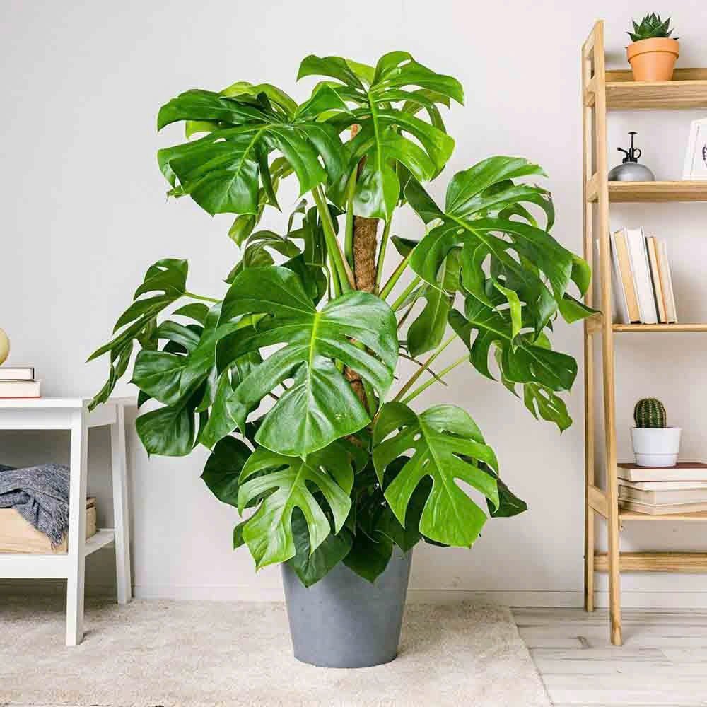 Monstera deliciosa (Trầu Bà Lá Xẻ)