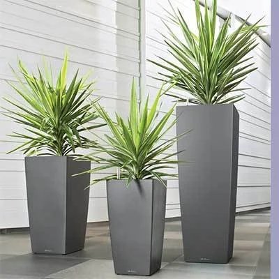 Cây Dứa Diệp Tiễn