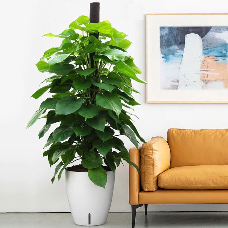 Chậu Nhựa Tự Tưới