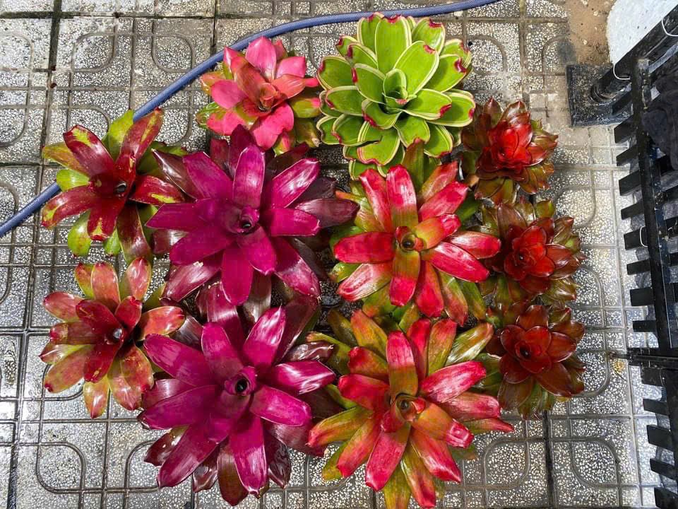 Cây Dứa màu Nam Mỹ