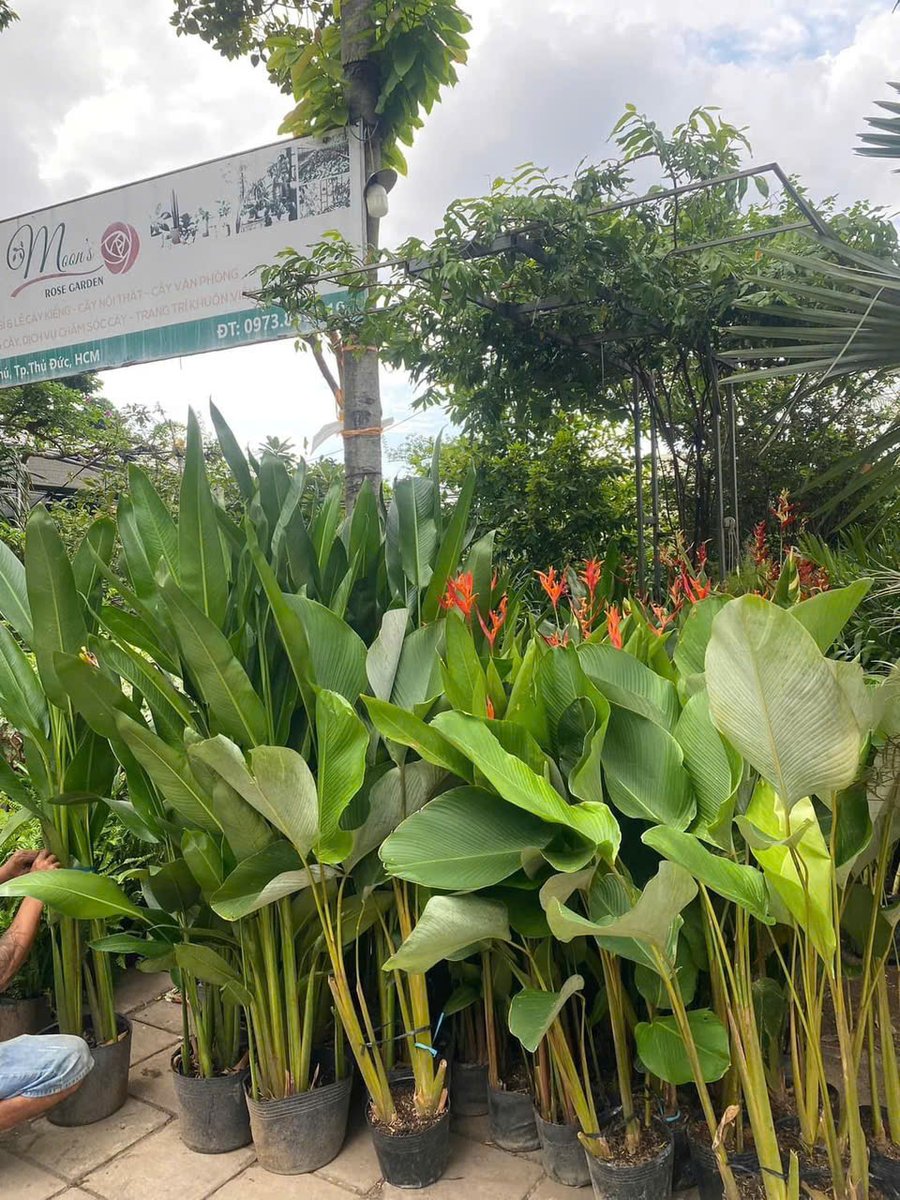 Cây chuối mỏ két hoa đỏ