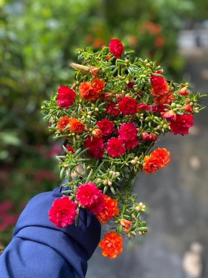 Hoa 10 giờ