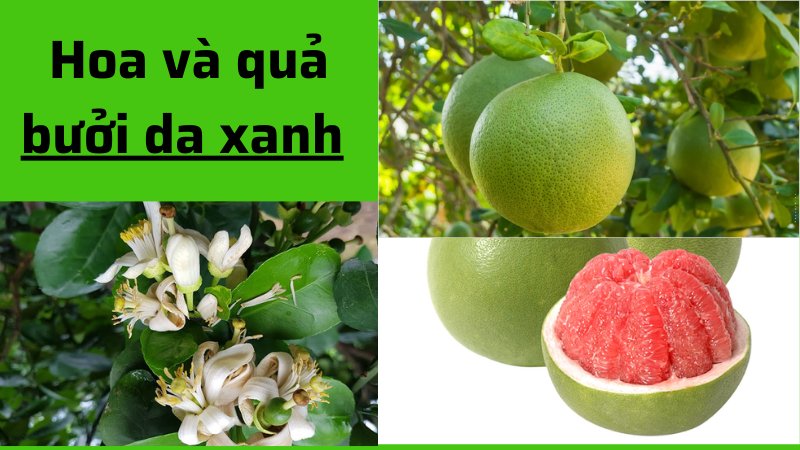 Cây Giống Bưởi Da Xanh Ruột Hồng