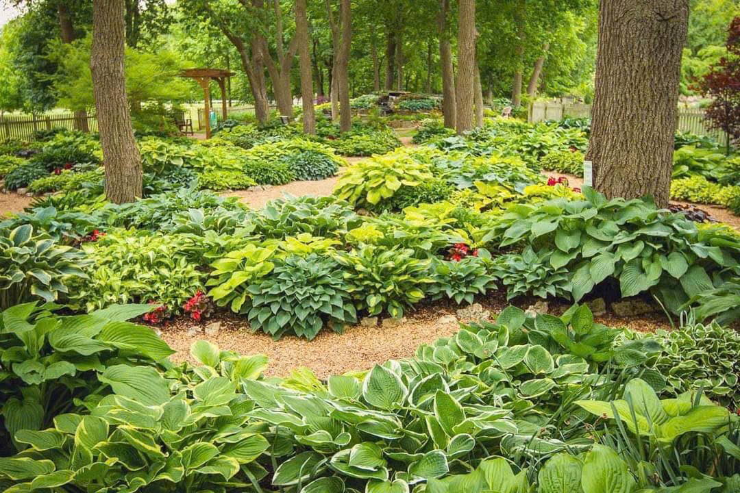 Cây Hosta