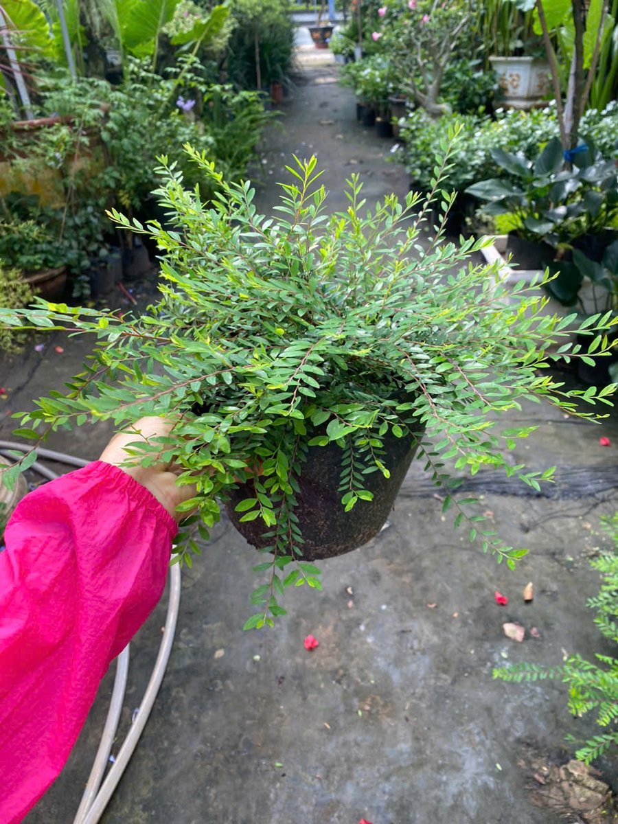 Cây sơn liễu thái