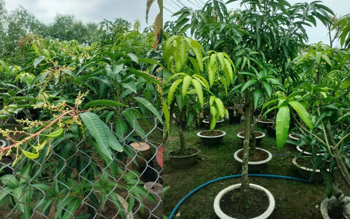 Cây Xoài Tứ Quý