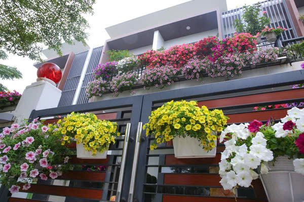 Cây Hoa dạ yến thảo