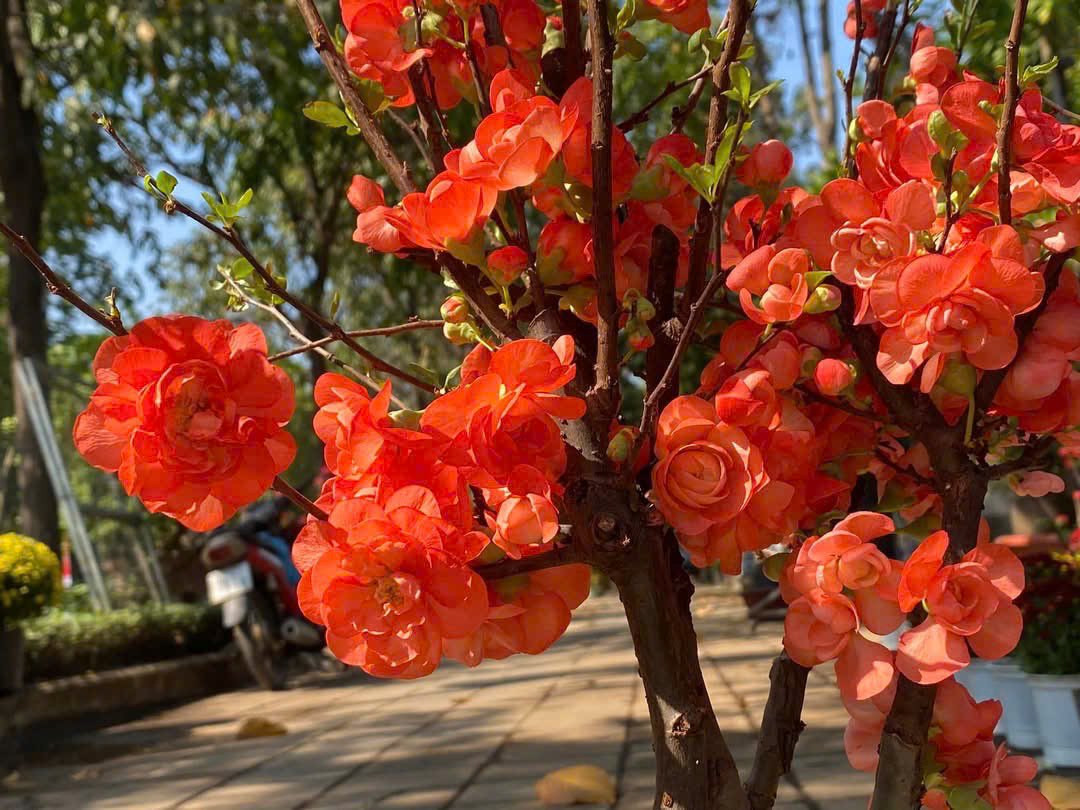 Cây Mai Đỏ
