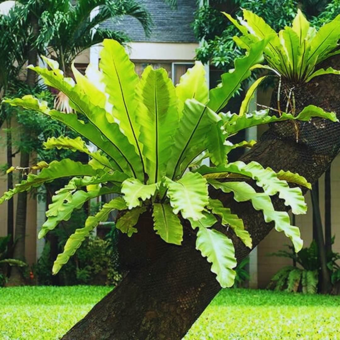 Cây Tổ Quạ