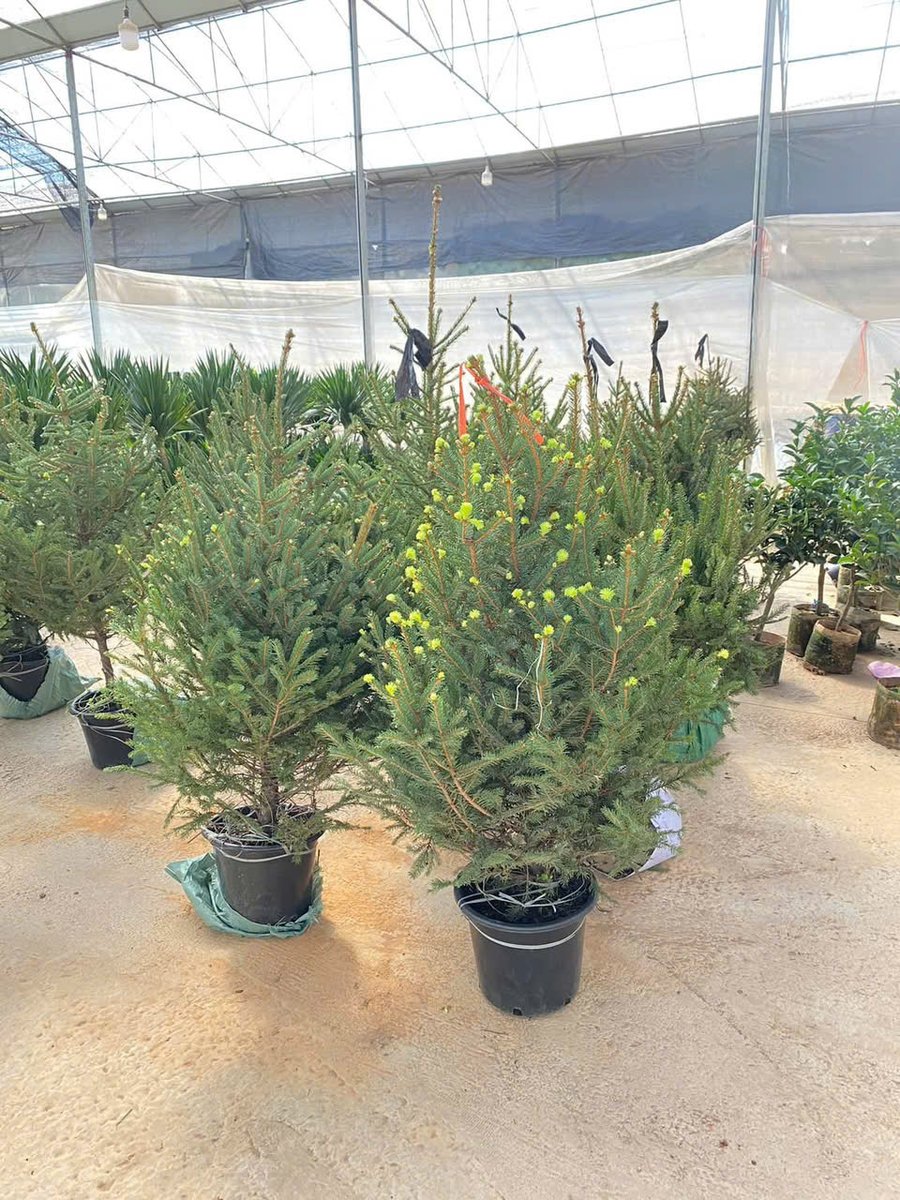 Cây Thông Tươi trang trí Noel
