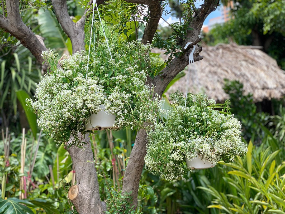Hoa Tuyết Cầu