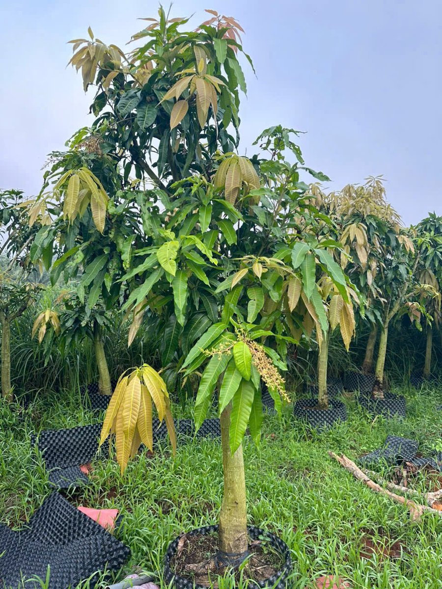 Cây Xoài Cát Hòa Lộc