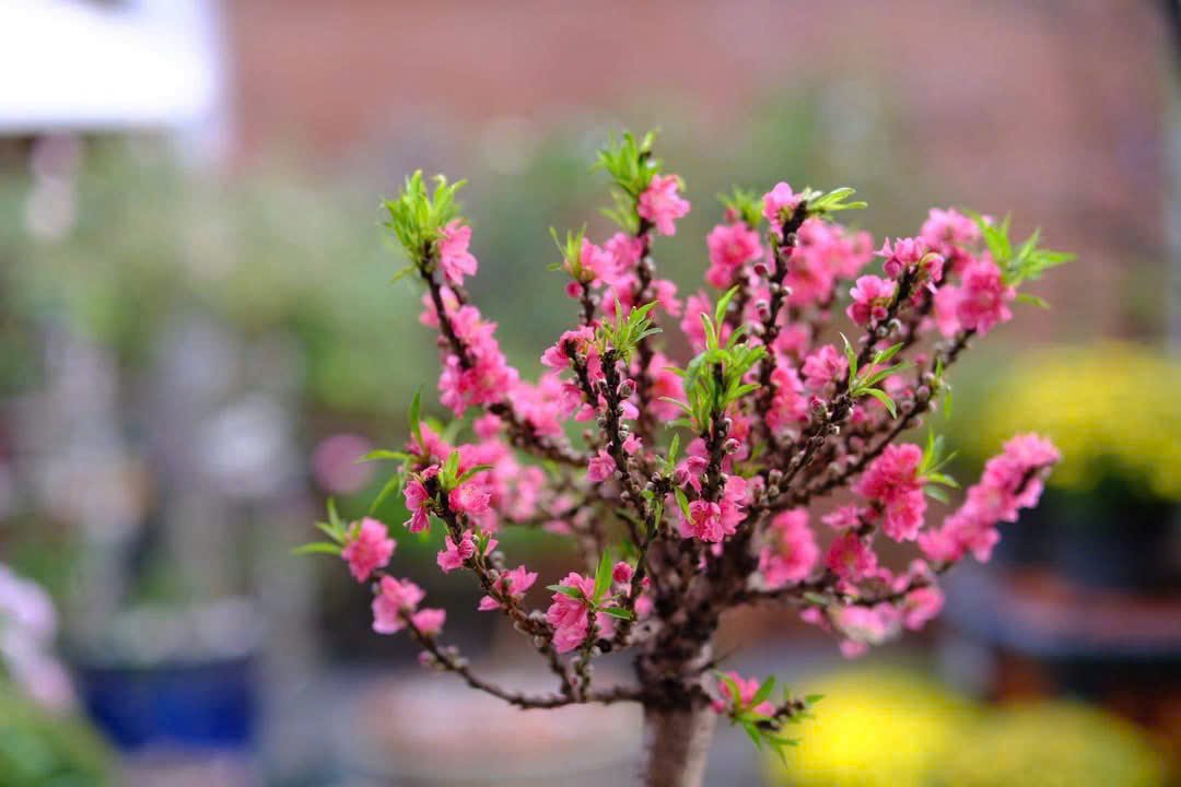 Cây Đào Thất Thốn