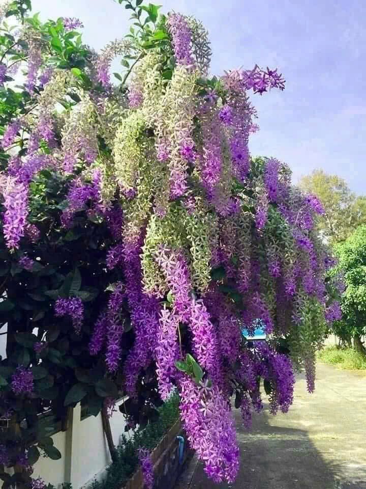 Cây Mai Xanh Thái