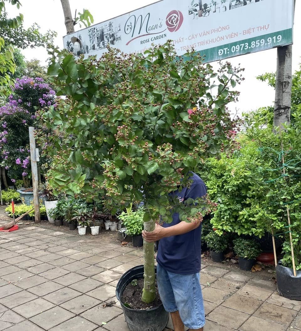 Cây Hoa Tường Vi Hồng