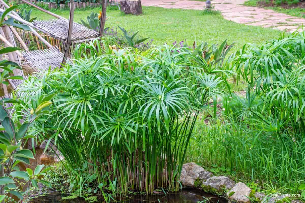 Cây Thủy Trúc