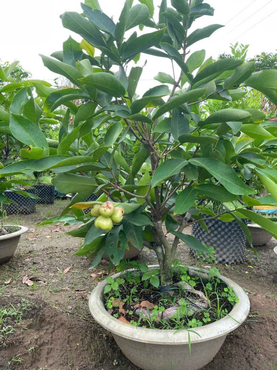 Cây Mận Xanh Đường