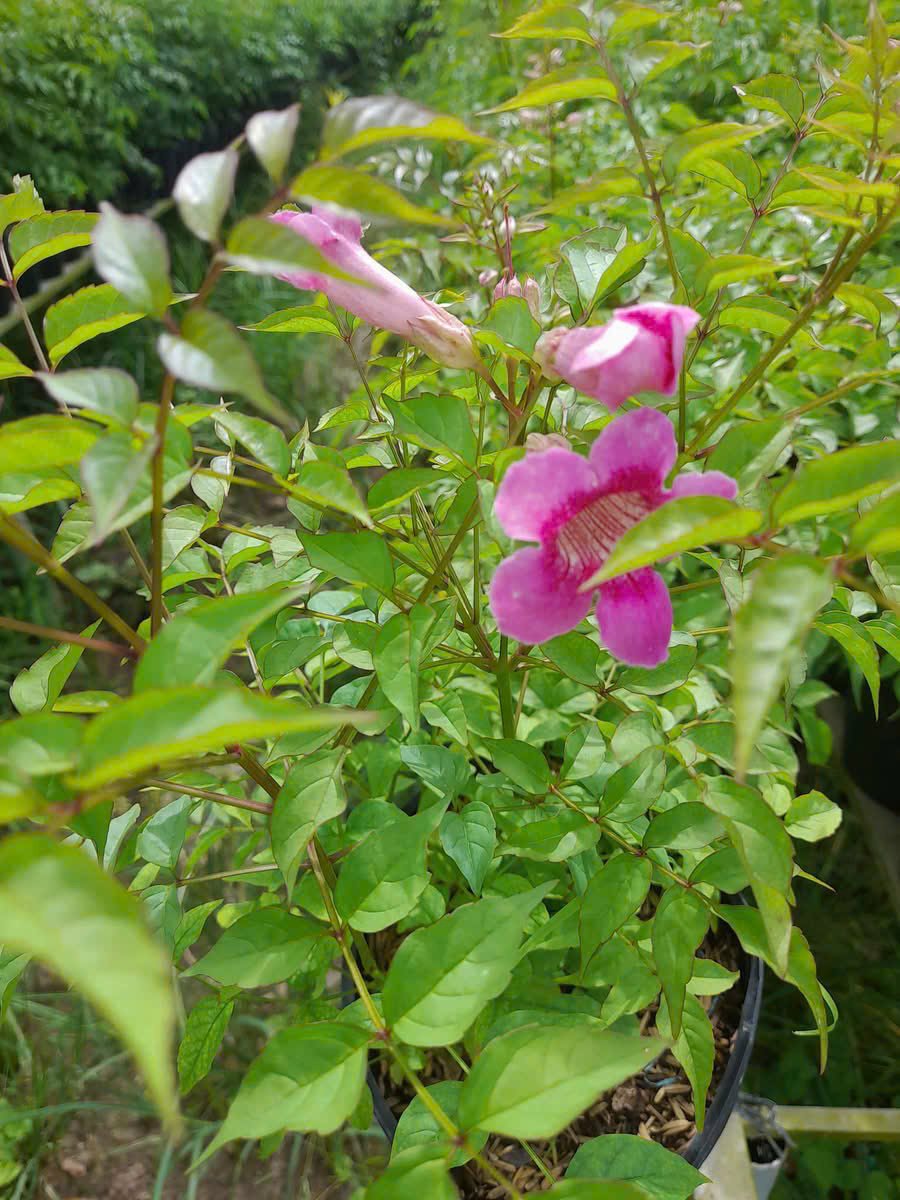Cây Hồng Thiên Hương