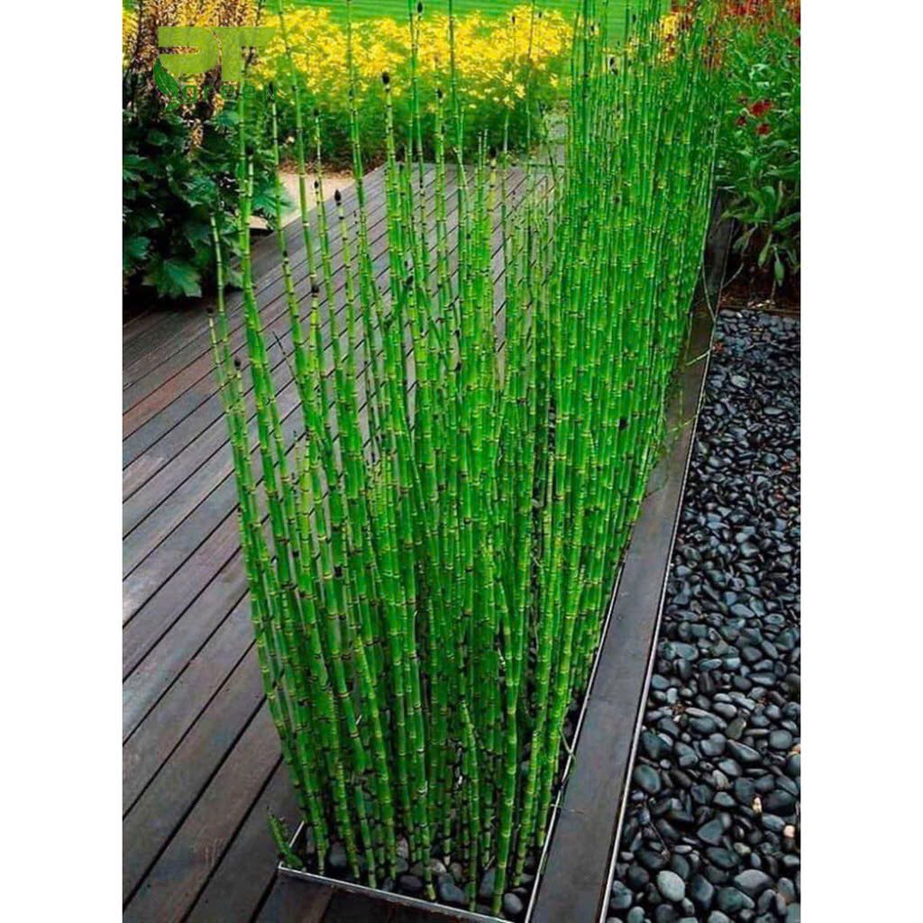 Cây Thiền Trúc