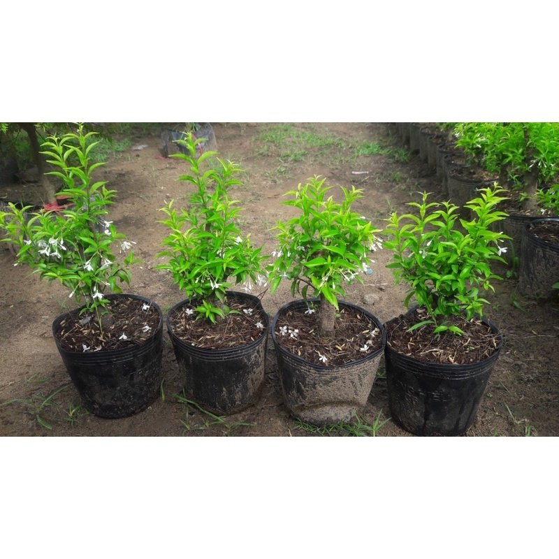 Cây Mai Chiếu Thủy
