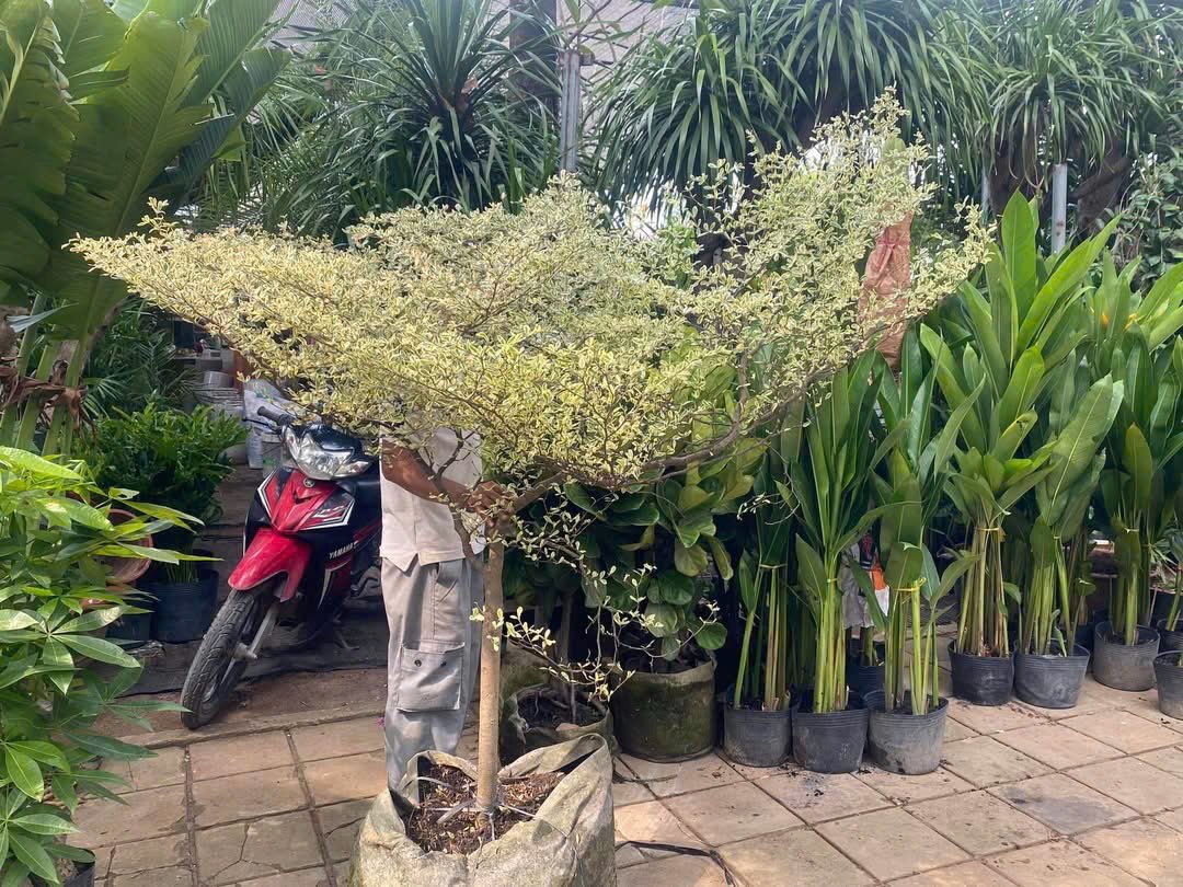 Cây Bàng Cẩm Thạch