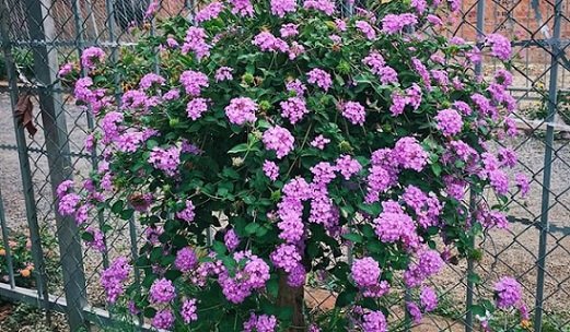 Cây Trâm Ổi Tím Rủ