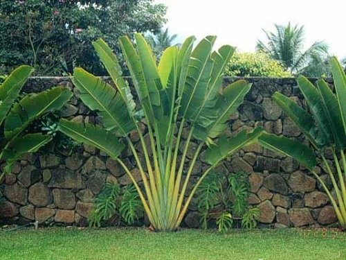 Cây Chuối Rẻ Quạt