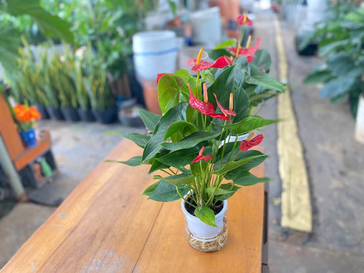 Cây Hồng Môn Thủy Sinh