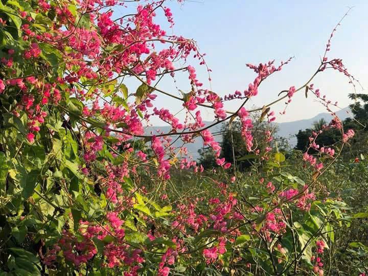 Cây hoa tigon